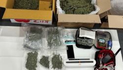 강원도 산속 오지…10억어치 대마가 자라고 있었다