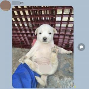 ‘성희롱 논란’ 강아지 사진 보낸 나주시의원, 출석정지 징계