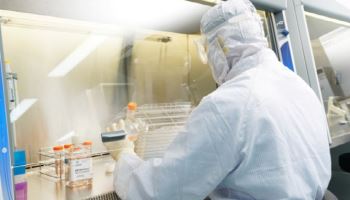 강스템바이오텍, 오가노이드 기술 일본 특허 등록