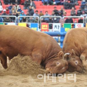 "승부조작에 마약 투혼까지"…'청도 소싸움' 충격 민낯[댕냥구조대]