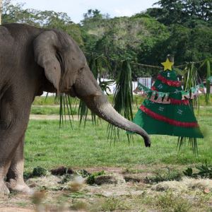 주민 22명 숨지게 한 살인 코끼리에 인도 ‘발칵’