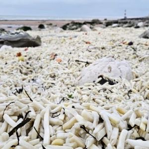 “소름”…감자튀김으로 뒤덮인 英 해변, 무슨 일?