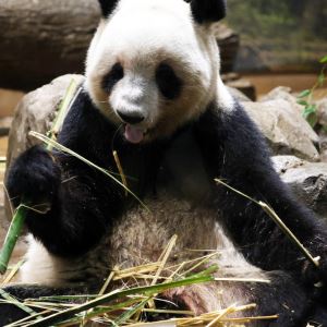中 "판다 보려면 중국 와라"…54년 '중일 판다 외교' 종료