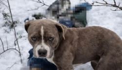 폭설에도 “나흘 간 꿈쩍 안해”…숨진 주인 곁 지킨 반려견