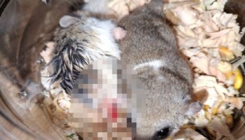 “동족 포식하는데” 햄스터 강제합사, 학대한 남성…22마리 격리