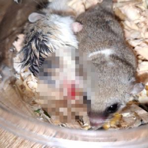 “동족 포식하는데” 햄스터 강제합사, 학대한 남성…22마리 격리