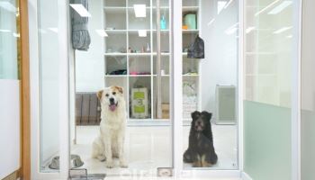 설명절, 댕댕이 걱정 끝… 맡아주는 서울 자치구들[댕냥구조대]