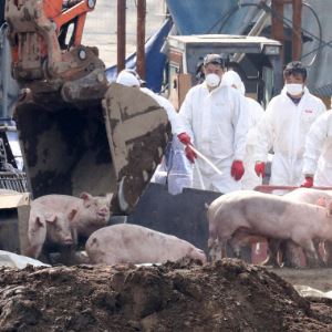 아프리카돼지열병 14건 급증…전국 최대 양돈단지 홍성까지 확산
