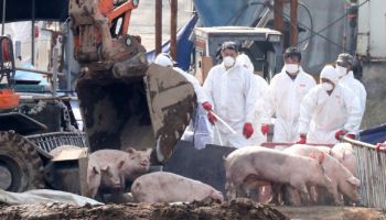 아프리카돼지열병 전수조사 개시…동물진단 옵티팜 수혜 기대