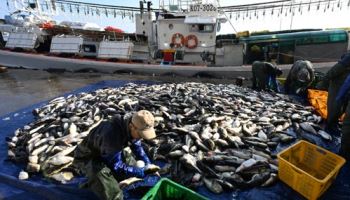 아귀 입 속 고기?…116년 만에 작별하는 '안강망'[씨뷰어]