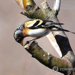 아침엔 '쌀쌀' 낮엔 '포근'…"널뛰기 기온 조심"[오늘날씨]
