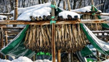 '아직은 추워요'…주말에 꽃샘추위[오늘날씨]