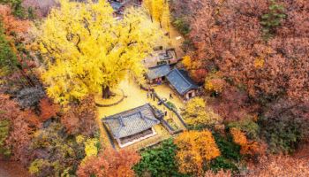 경북도, ‘왕사남’ 흥행에 영주·경주 은행나무 산림자산 추진
