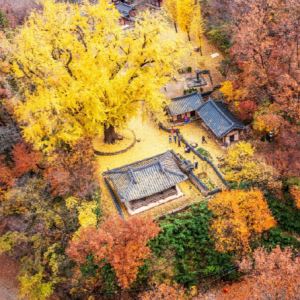 경북도, ‘왕사남’ 흥행에 영주·경주 은행나무 산림자산 추진