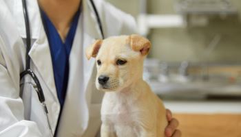 반려동물 의료 ‘3조 시장’ 눈앞…대형화·고급화 가속