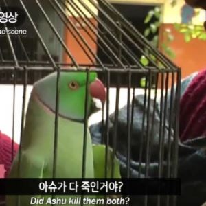 “범인은 당신이야!”…살인범 잡은 앵무새 ‘미투’ [그해 오늘]