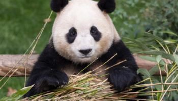 푸바오 광주오나…외교부, 동물원 현장 점검 나선다