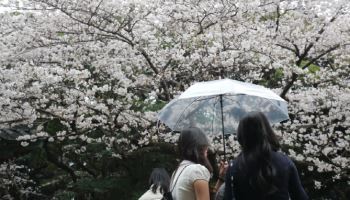 새벽부터 전국에 봄비…오후부터 차츰 구름 걷혀[오늘날씨]
