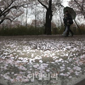 "다시 패딩 꺼내야" 꽃샘 추위에 10도 '뚝'…강풍 쌩쌩[내일날씨]