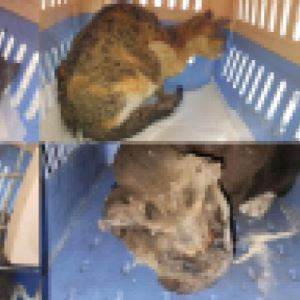 "얼굴에 화상 피해 집중"…길고양이 연쇄 학대한 70대 검거