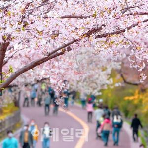외국인도 벚꽃 따라 지방으로…클룩, 충청 상품 트래픽 360%↑