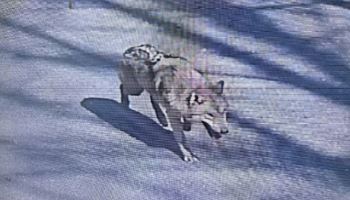 탈출 10시간째, 늑대는 어디에?...수색대 열화상카메라로 야간수색