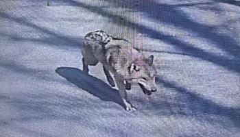 대전 오월드 탈출 늑대 청주로? 당국 "확인중"