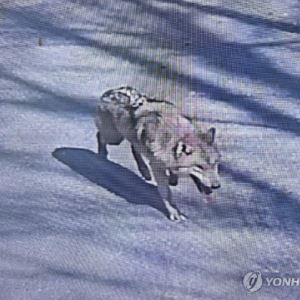 '늑구야 어딨니'…골든타임 지나서도 계속되는 수색[사사건건]