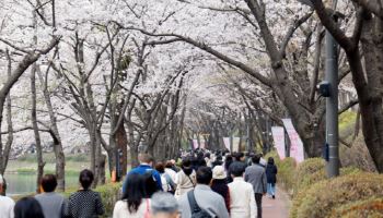 “벚꽃 축제 간 여중생 집단 폭행”…10대 4명, 현장에서 검거