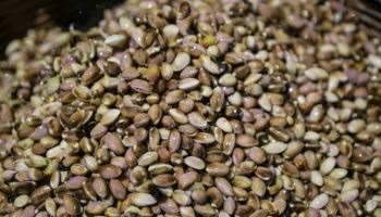 이란 전쟁에…피스타치오 가격 8년만에 최고치