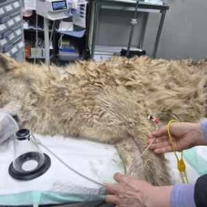 늑대 '늑구', 열흘만에 집으로…17일 포획 성공