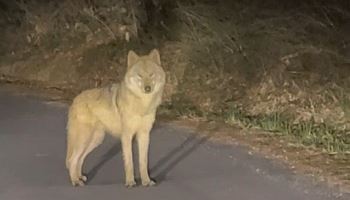 "늑구 가출은 '사고'…땅 파는 습성 고려해 울타리 더 깊게 세웠어야"