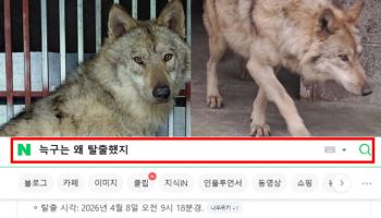 "늑구는 왜 탈출했지?"…요즘엔 '긴 문장 그대로' 입력 후 검색한다