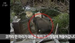 서울 한복판에 코끼리 6마리가?…탈출 대소동 [그해 오늘]