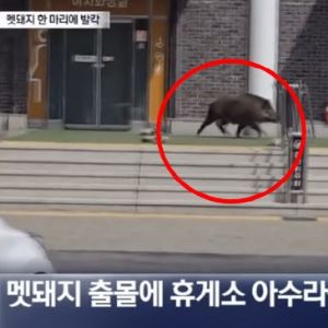 휴게소에 웬 멧돼지가?…女 화장실 문을 '쿵쿵'