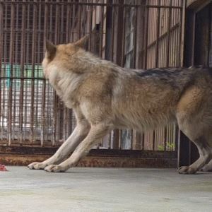 늑구 바닥 급식 논란에…오월드 "생태적 배려였다" 해명