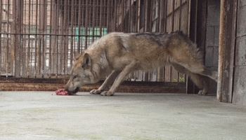 늑대 먹이를 바닥에?…논란 일자 오월드 해명
