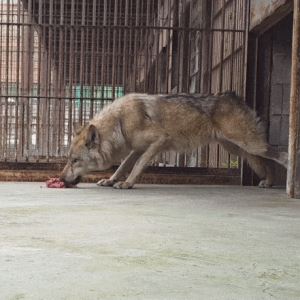늑대 먹이를 바닥에?…논란 일자 오월드 해명