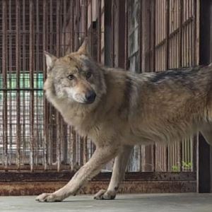 이장우표 '오월드 개편' 논란…대전시장 선거 흔드는 '늑구'