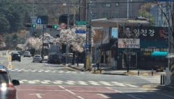 재난문자까지 보냈는데 재미로?...'가짜 늑구 사진' 40대 덜미