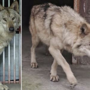 늑구, 집 나가 고생하더니…탈출 3주 만에 서점가 등판