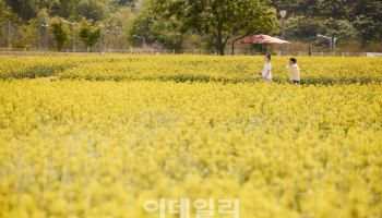 이번 주말 양주 나리농원 유채꽃 절정