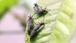 "러브버그 덮친다" 유충단계에 선제 대응…미생물 살포