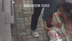 "고집부려서"…나뭇가지로 반려견 때리고 질질 끈 40대
