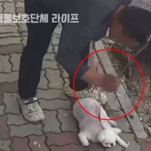 "고집부려서"…나뭇가지로 반려견 때리고 질질 끈 40대