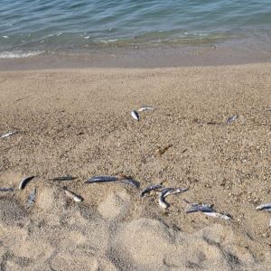 강릉 해변 뒤덮은 수백 마리 사체…오염수도 아닌데 대체 왜?