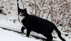 “죽일 수밖에” 이후…길고양이 논쟁은 어떻게 혐오로 번졌나 [애니멀워치]