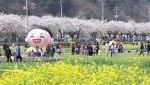 한국 축제는 왜 다 똑같을까… 전국에 벚꽃축제만 53개