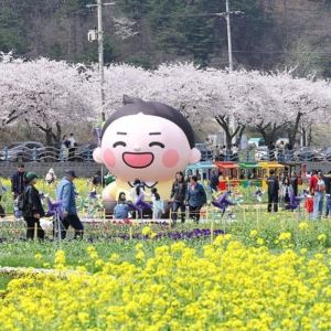 한국 축제는 왜 다 똑같을까… 전국에 벚꽃축제만 53개