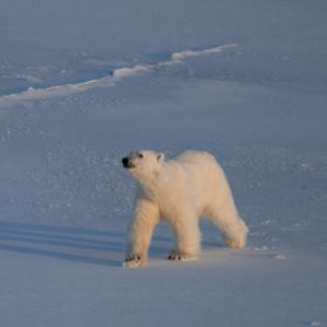 낮잠 자던 북극곰 깨웠다가…745만원 벌금 철퇴